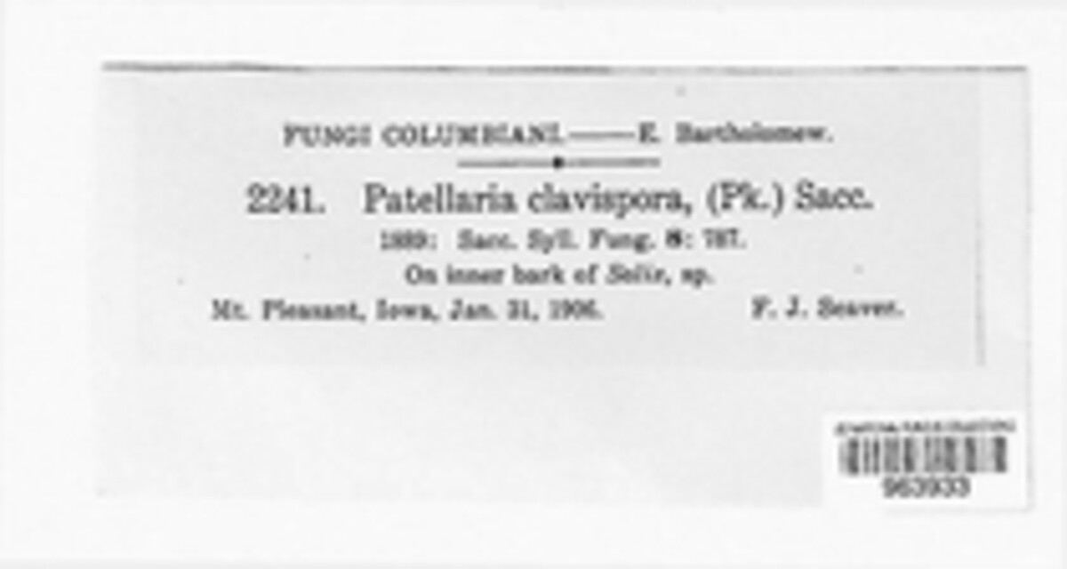 Patellariopsis image